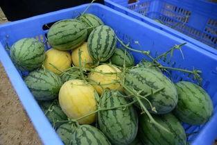 吃瓜的大,大生成背后的故事